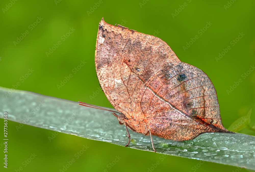 Obraz premium lCloseup beautiful butterfly sitting on flower.