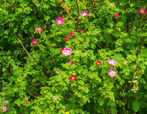 closeup of a japanese rose plant with flowering pink flowers, popular ornamental garden plants, nature background photo