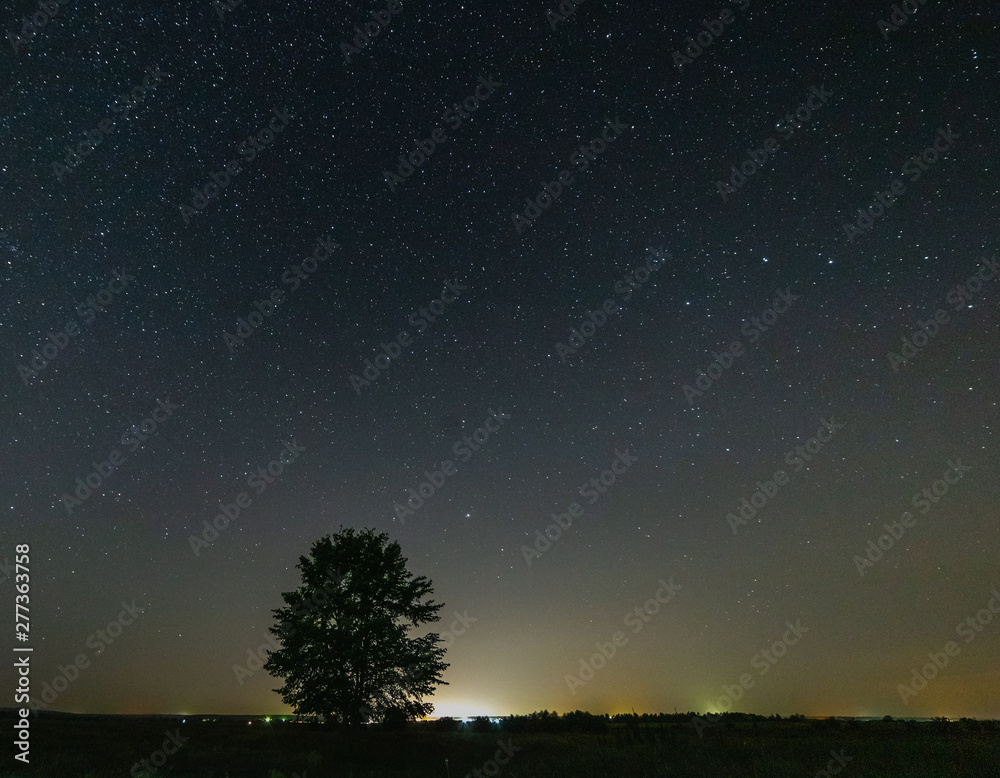 Tree in a meadow against the starry sky.