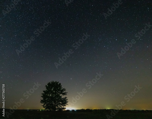 Tree in a meadow against the starry sky.