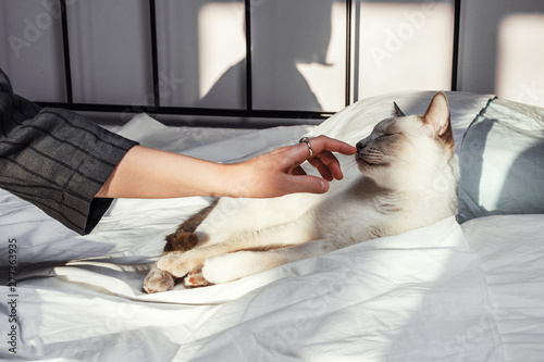 Closeup shot of a woman's hands touching white cat lying on the bed, selective focus