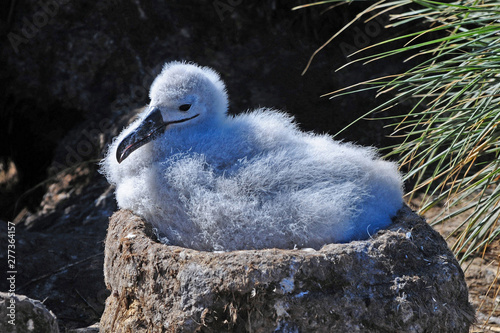 Albatrosküken im Nest photo