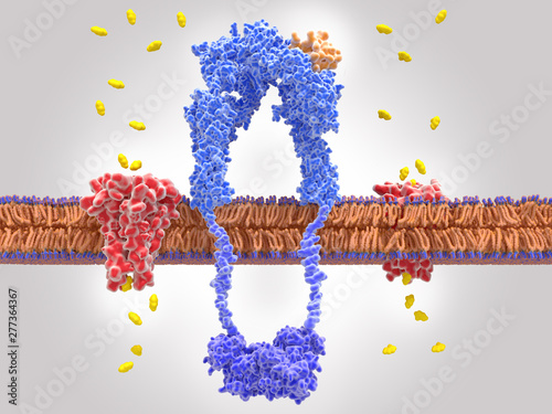 Binding of insulin to the insulin receptor leads to glucose uptake into the cell photo