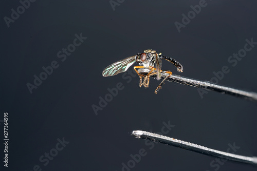 The robbery or fighter flies are a family of the two-winged and are counted within the flies to the Robbery photo