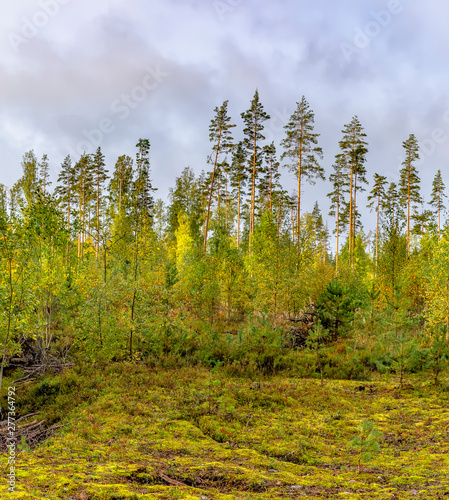 Panorama of coniferous autumn forest with yellow leaves on small trees.