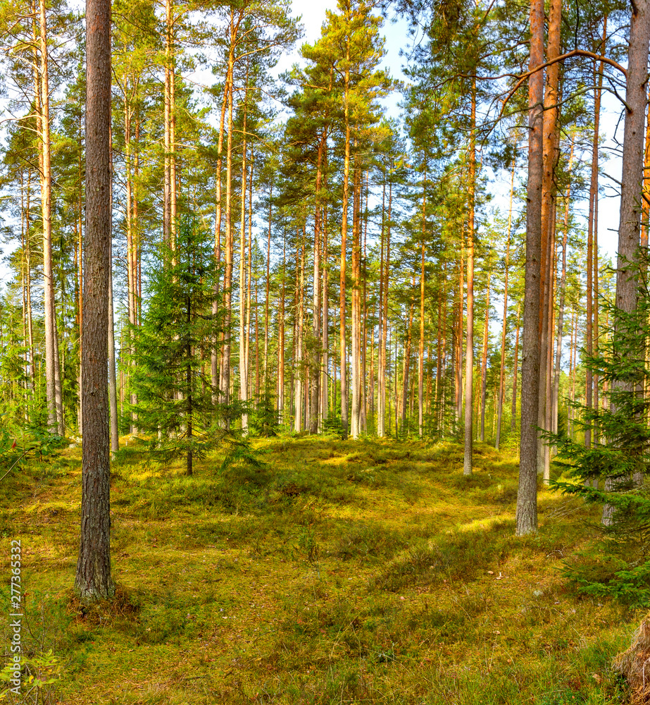 Obraz premium Panorama of coniferous autumn forest with yellow leaves on small trees.