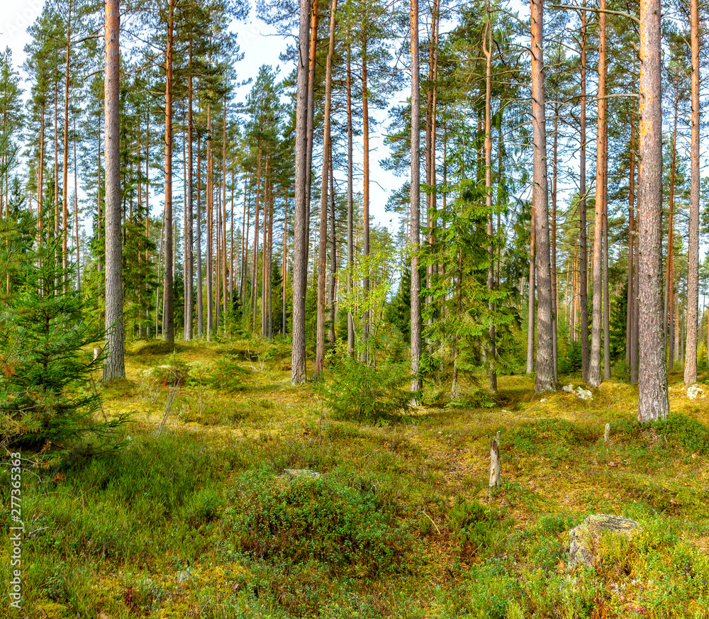 Obraz premium Panorama of coniferous autumn forest with yellow leaves on small trees.