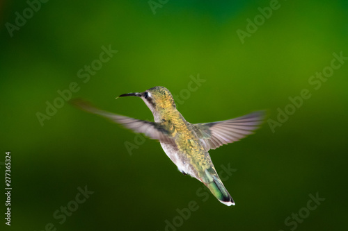 A female Ruby Topaz hummingbird hovering in the air with a smooth background.