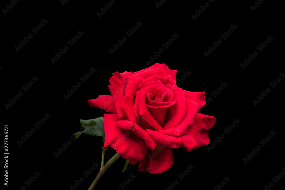 Rose flower closeup, isolated on black background Rose flower closeup, isolated on black background