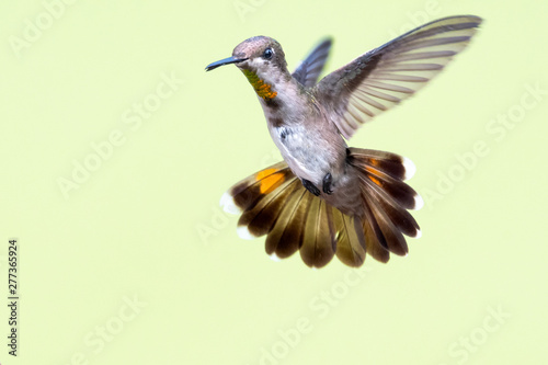 A female Ruby Topaz hummingbird hovering in the air with a smooth background.