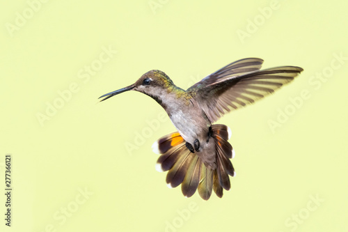 A female Ruby Topaz hummingbird hovering in the air with a smooth background.