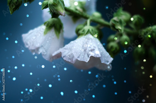 White flowers on blue background. Magic photo with lights.