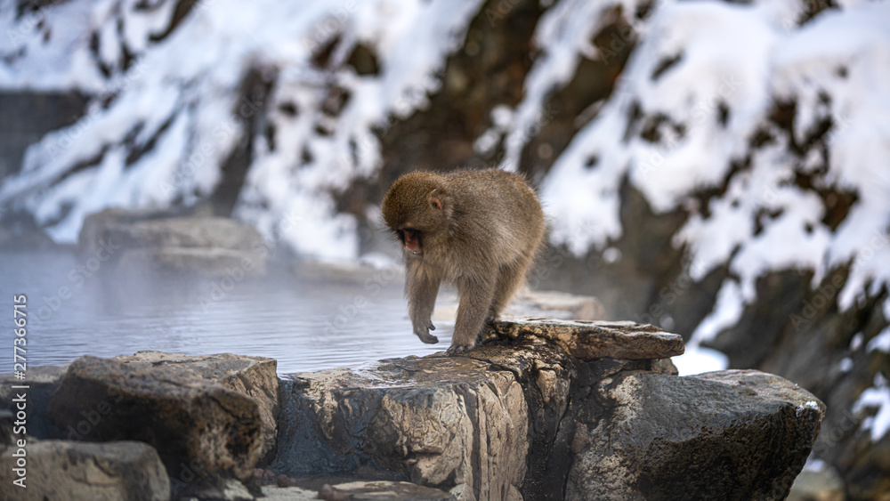 Macaque Snow Monkey In Cool Water 