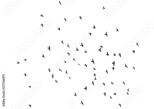 Printsilhouette of a flock of flying birds
