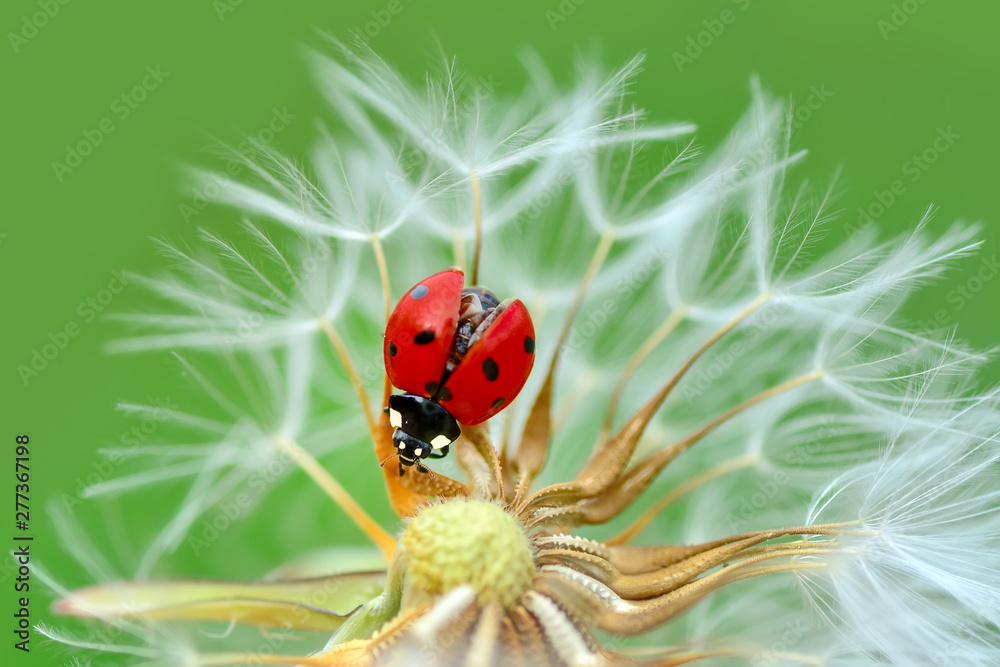 Obraz premium Beautiful Ladybug on dandelion defocused background