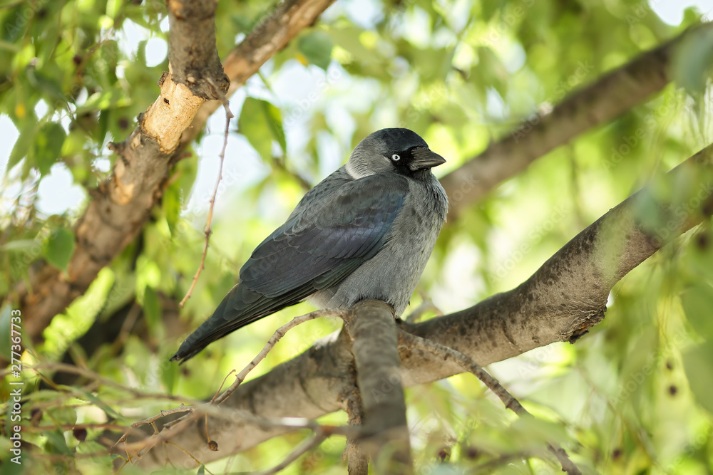 Young Western jackdaw (Corvus monedula) sitting on a branch of a European nettle tree (Celtis australis) and looking curiously to the camera