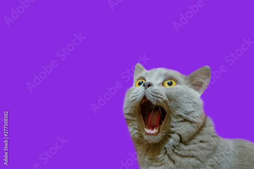 A lilac British cat looking up. The cat opened his mouth with a mad look. The concept of an animal that is surprised or amazed. The figure of a cat on an isolated background of Proton Purple color. © Svyatoslav Balan