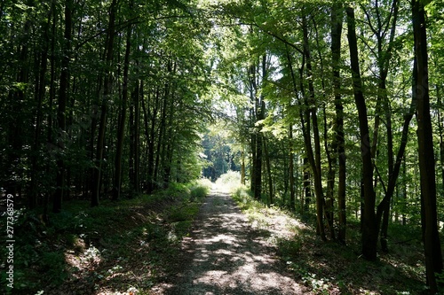 Sonniger, grüner Wanderweg im Wald