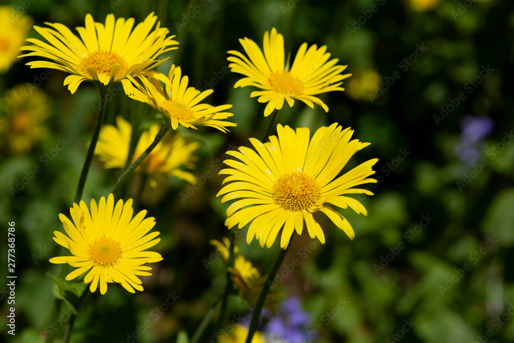 Bright yellow daisy like flowers growing wild Bright yellow daisy like flowers growing wild