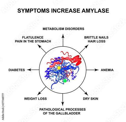 Symptoms of increased amylase. The enzyme amylase. Infographics. Vector illustration on isolated background. photo