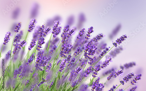 Beautiful lavender background