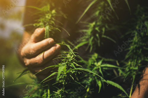 Hand of farmer holding cannabis at farm.