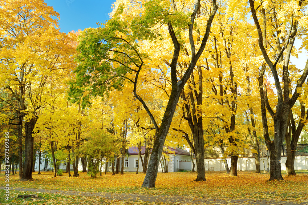 Colorful city park scene in the fall with yellow foliage. Beautiful autumn scenery in Vilnius, Lithuania. Colorful city park scene in the fall with yellow foliage. Beautiful autumn scenery in Vilnius, Lithuania.