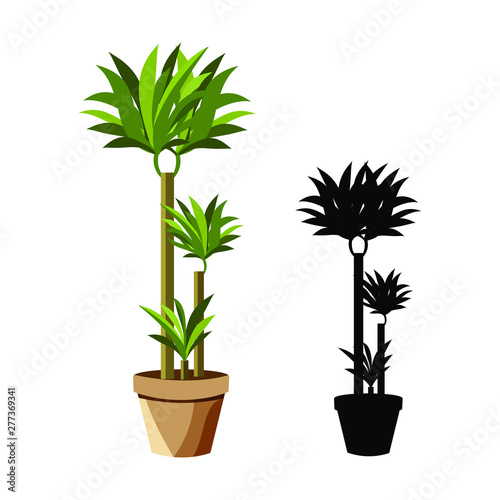 Vector realistic detailed house plant for interior design and decoration.Tropical plant for interior decor of home or office.Color and outline.