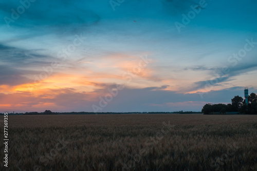Wheat field at sunset. Agricultural, agronomy concept.