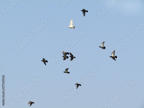 Some dove birds are flying in the blue sky © Sanjoykumar
