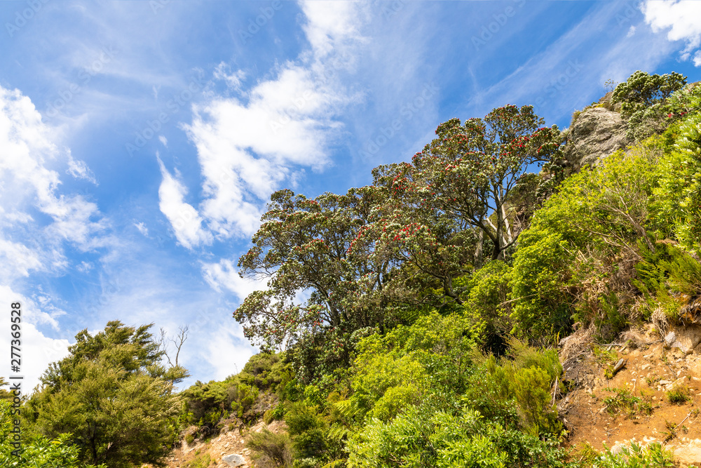 pohutukawa tree with red blossom pohutukawa tree with red blossom
