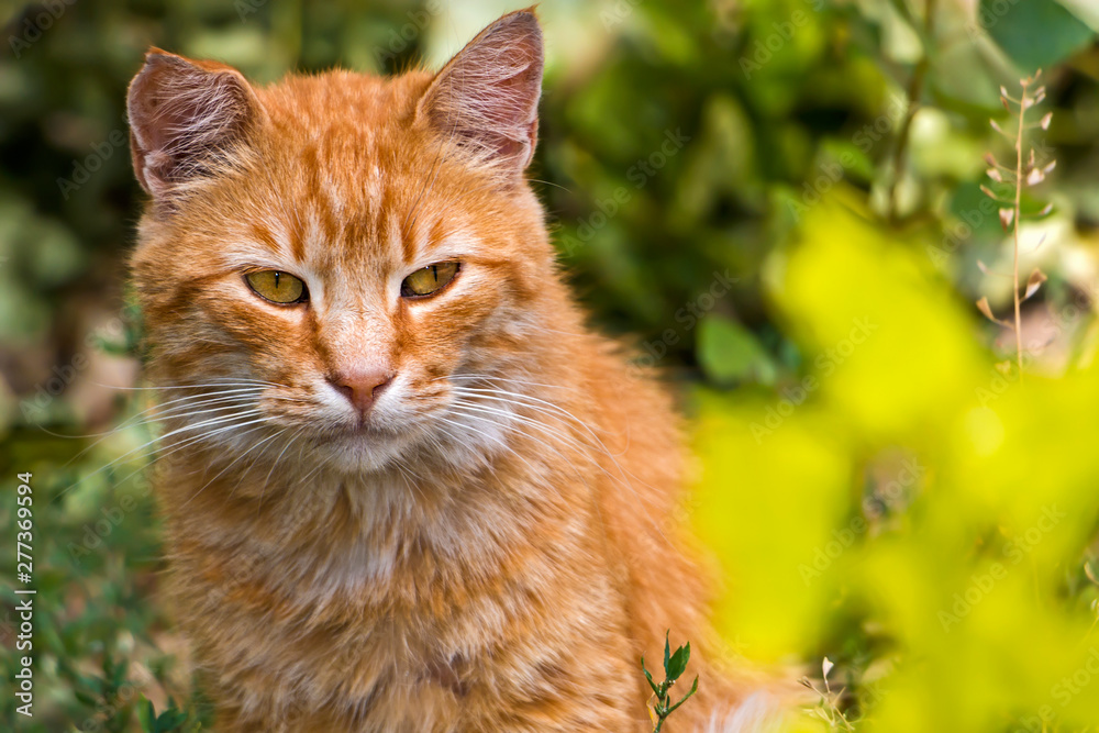 Red cat in the green garden.