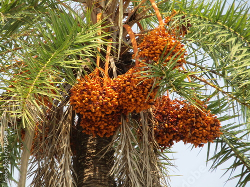 Date ripe and raw fruits in summer time