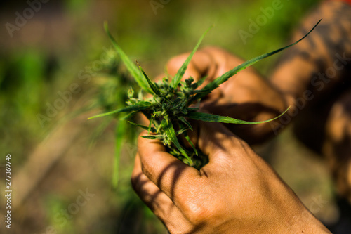 Hand of farmer holding cannabis at farm.