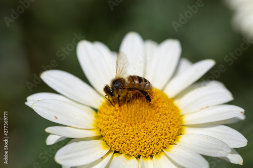 Bee collecting pollen on a white daisy flower
