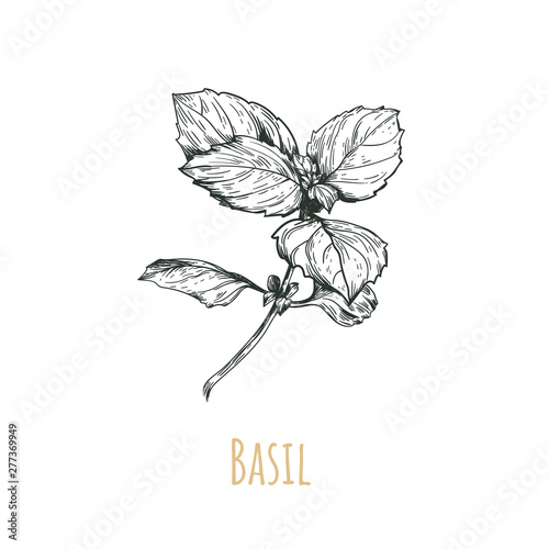 Basil Botanical Illustration