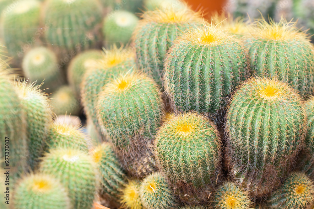 thorn cactus texture background, close up. thorn cactus texture background, close up.