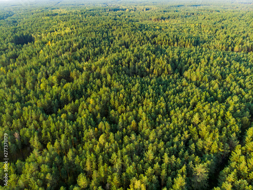 Aerial view of beautiful mixed pine and deciduous forest in Lithuania