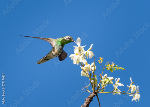 A White-tailed Golden-throat hummingbird, Polytmus guainumbi, feeding on a bunch of white Moringa flowerw in the blue sky. photo