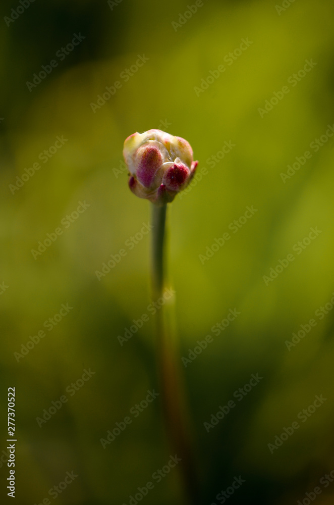 flower evening mood with blurry background