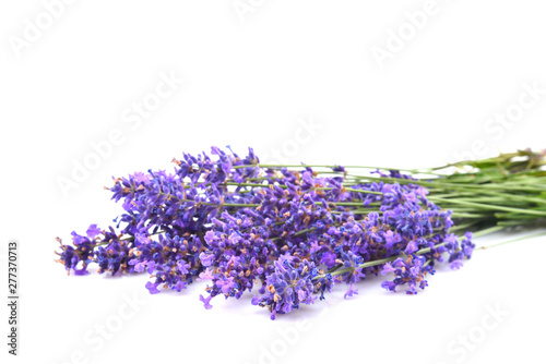 Fototapeta Naklejka Na Ścianę i Meble -  Beautiful violet lavender