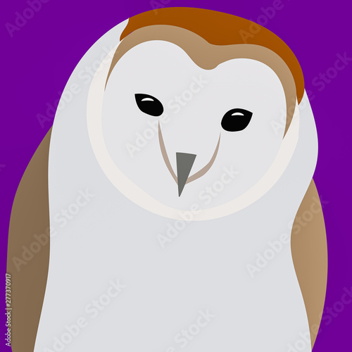Barn Owl Graphic