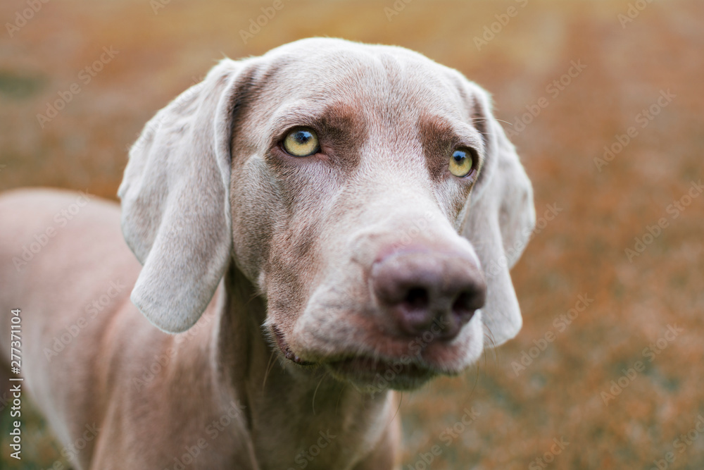 Close-up of the face of a weimaraner dog