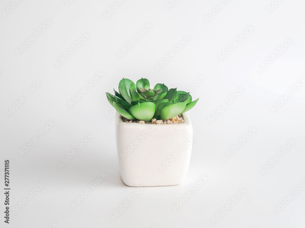 cactus in pot isolated cactus in pot isolated
