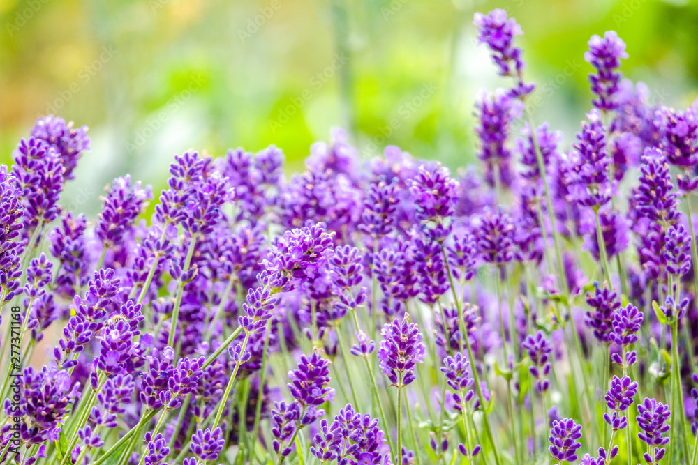Flower of lavender in the garden. Purple flowers, closeup. Flower of lavender in the garden. Purple flowers, closeup.