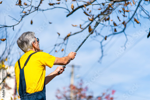 Man punching autumn leaves from the tree
