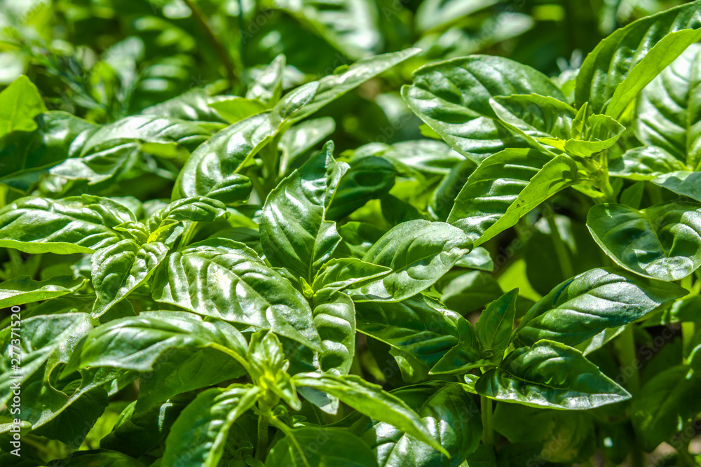Growing herbs. Fresh basil leaves cultivated in the garden. Green basil background. Growing herbs. Fresh basil leaves cultivated in the garden. Green basil background.