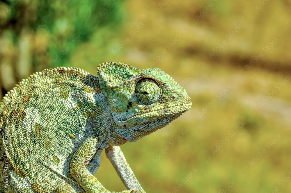 Obraz premium Macro shots, Beautiful nature scene green chameleon 