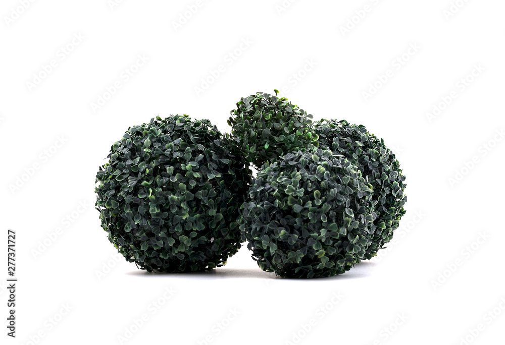 plant on white background