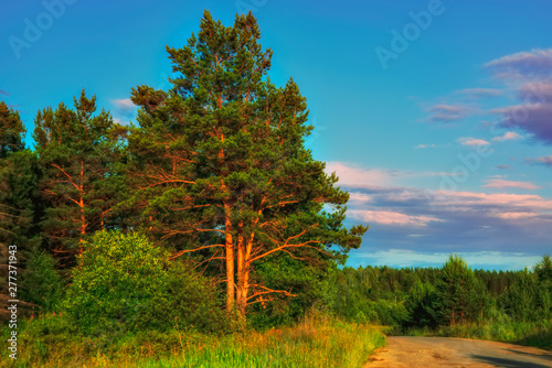 Summer meadow landscape with green grass and wild flowers on the background of a forest and mountains. photo